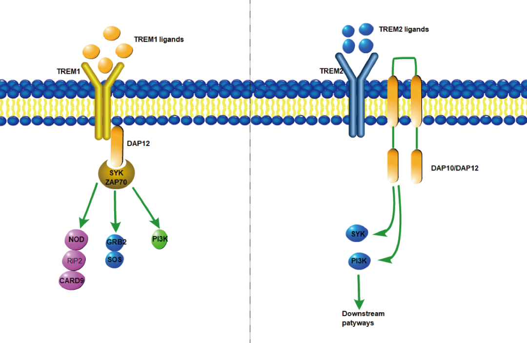 阿爾茨海默癥？癌癥？-靶點TREM