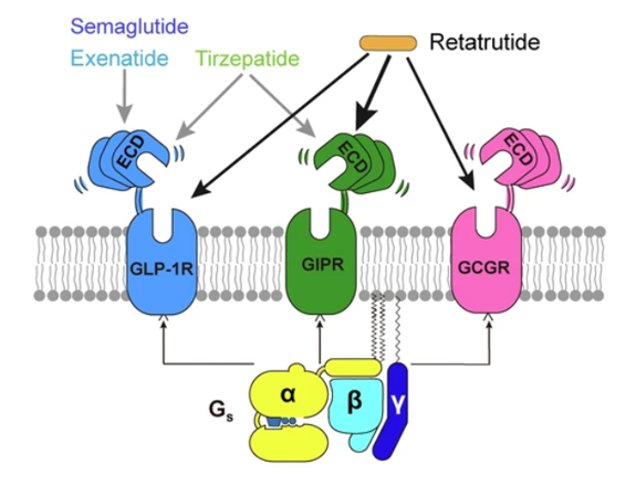 GLP-1R、GCGR、GIPR多靶點(diǎn)激動(dòng)劑與代謝疾病